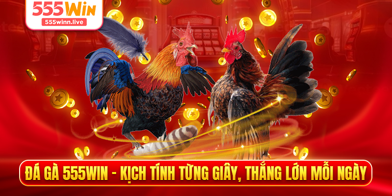 Đá Gà 555WIN - Kịch Tính Từng Giây, Thắng Lớn Mỗi Ngày